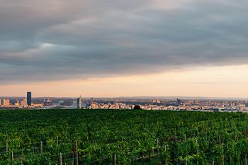 Ausblick über Wien mit Weinbergen im Vordergrund